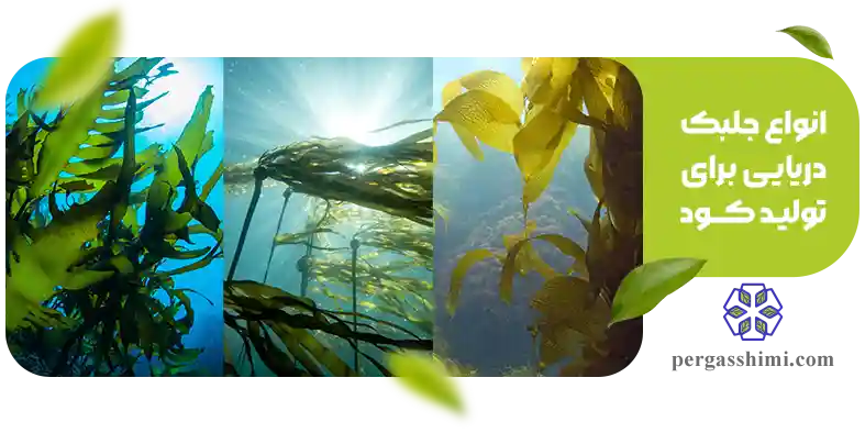 انواع جلبک ‌های دریایی برای تولید کود