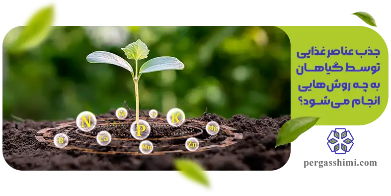 روش های جذب عناصر غذایی توسط گیاهان