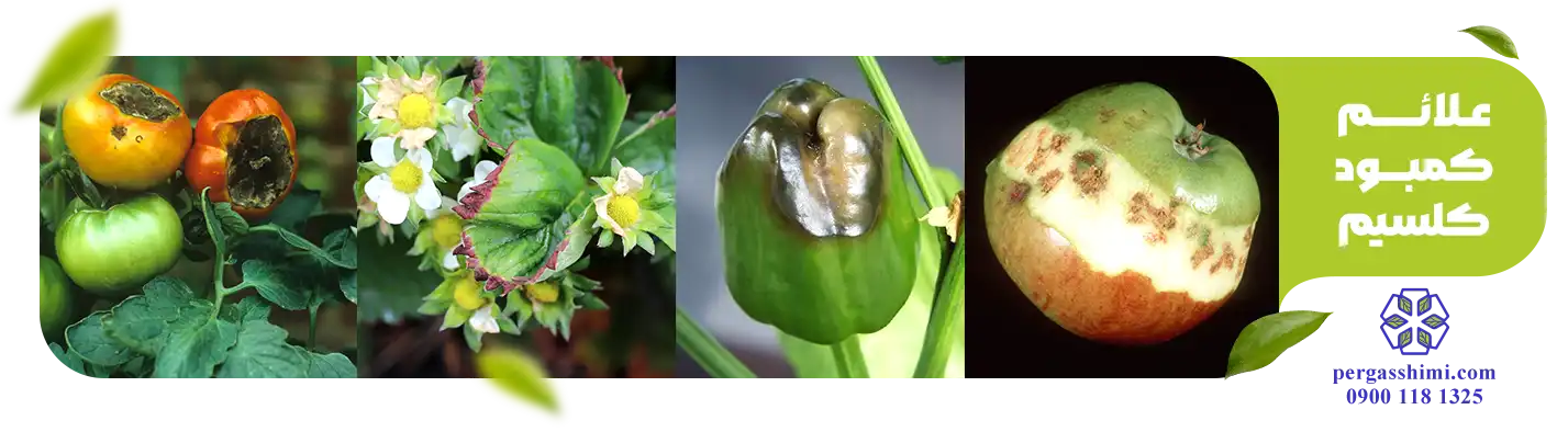 علائم کمبود کلسیم (Ca)