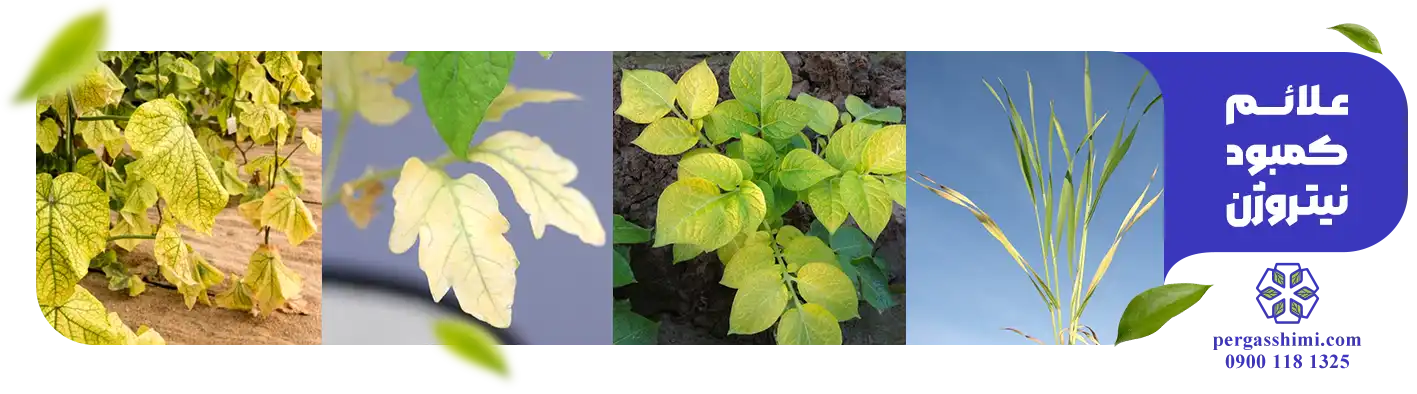 علائم کمبود نیتروژن (N)