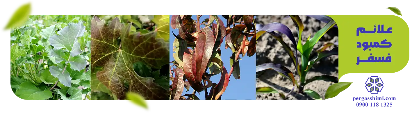 علائم کمبود فسفر (P)