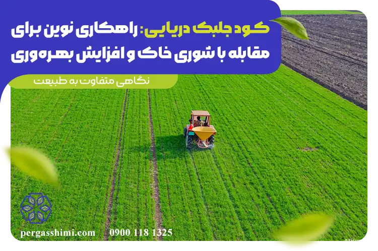 کود جلبک دریایی؛ راهکاری نوین و اقتصادی برای کاهش شوری خاک