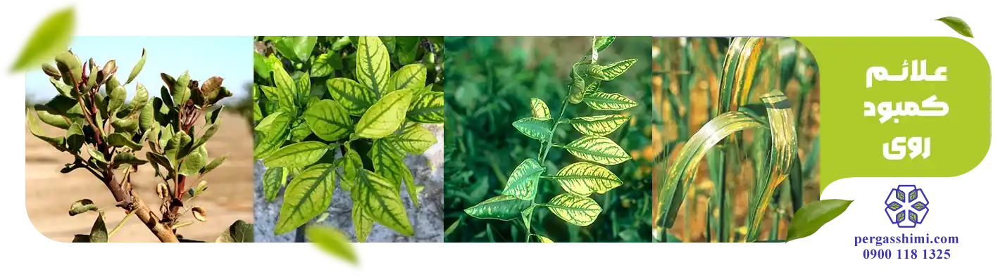 علائم کمبود روی (Zn)
