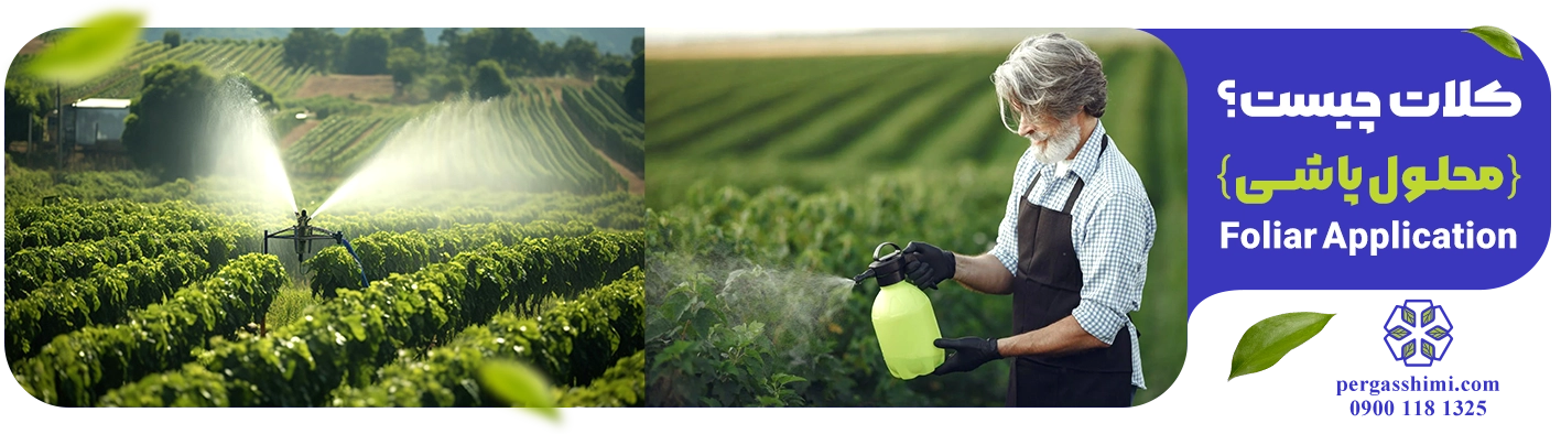 محلول‌ پاشی (Foliar Application): استراتژی سریع و نجات‌ بخش
