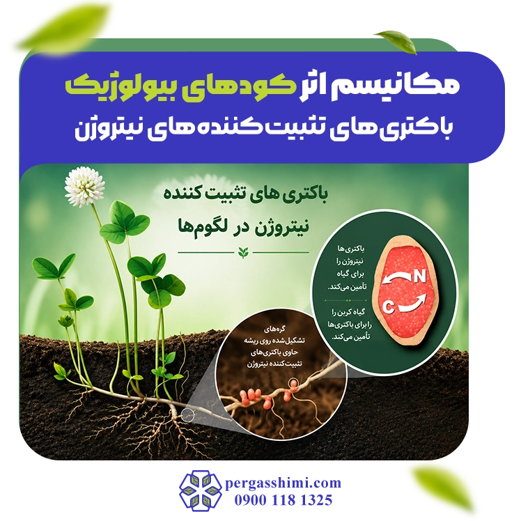 باکتری‌های تثبیت‌کننده‌ نیتروژن