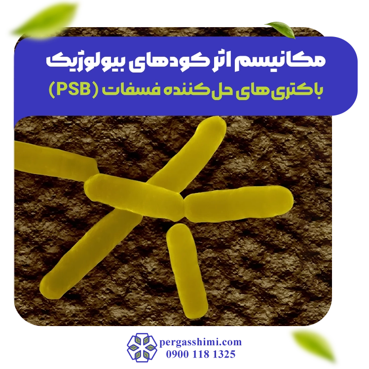 باکتری‌های حل‌کننده فسفات (PSB)