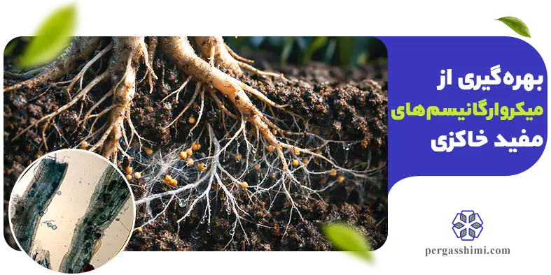 میکروارگانیسم‌های مفید خاک؛ راهکاری زیستی برای تحمل خشکی