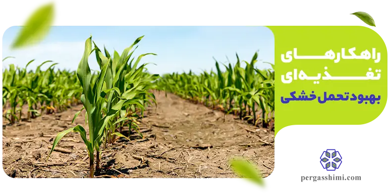 گیاهان در مزرعه با تغذیه مناسب در شرایط کم‌آبی