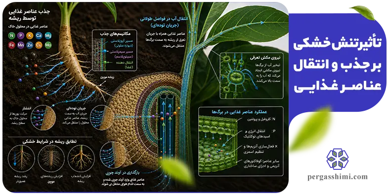 تأثیر تنش خشکی بر جذب عناصر غذایی در گیاه