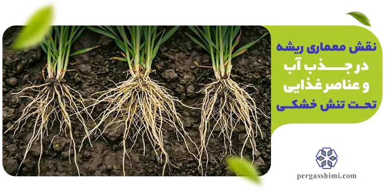 معماری ریشه گیاه در خاک خشک و تنش خشکی